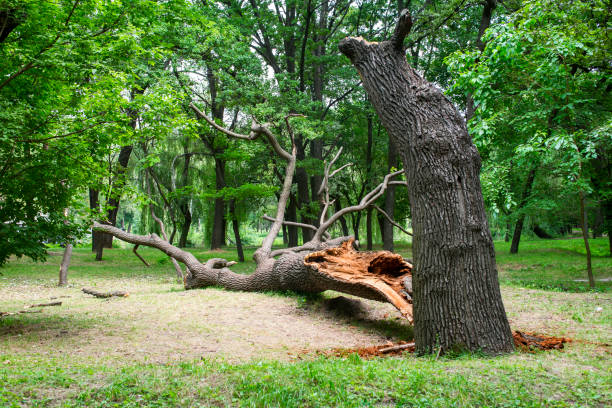 Professional Tree Care in Chittenango, NY