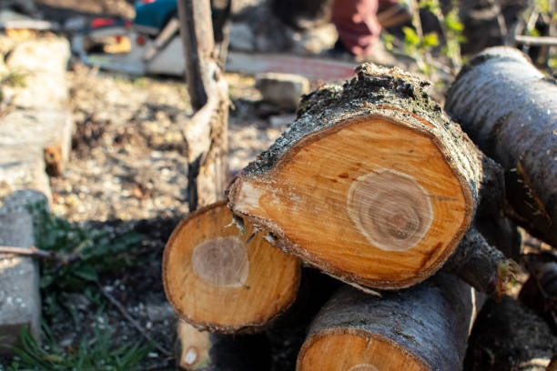 How Our Tree Care Process Works  in  Chittenango, NY