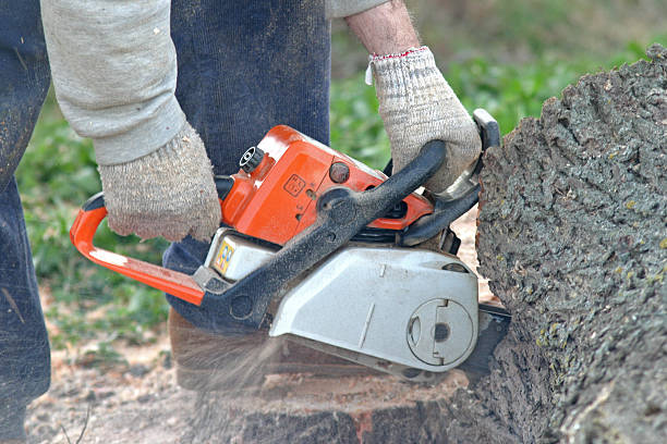 Best Pest Control for Lawns  in Chittenango, NY